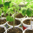 Выращивание рассады томатов: инструкция от специалиста для опытных дачников и начинающих - Бавлы-информ