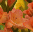 Что класть в лунку при посадке гладиолусов: все соседи будут завидовать цветам - Бавлы-информ