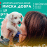 В Бавлах пройдёт благотворительная акция «Миска добра» - Бавлы-информ