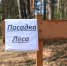 В Татарстане по нацпроекту проведено лесовосстановление на площади 1,7 тыс. гектаров - Бавлы-информ