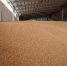 В Татарстане в 2026 году проанализируют 2,2 млн тонн зерна в рамках госмониторинга - Бавлы-информ